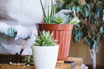 Home garden. Houseplant symbiosis. How to Transplant Repot a Succulent, propagating succulents....