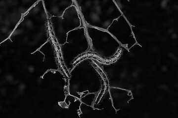 Black and white image of three cabbage white caterpillars lined up on the stalks of a destroyed brassica plant. Dark background and great macro detail