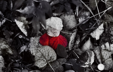 texture of red autumn leaves