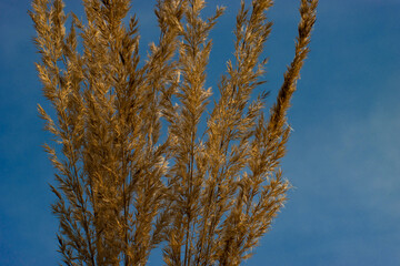 Fototapeta premium grass against blue sky