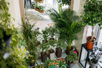 Garden room, Biophilia trend, Living with Nature, biophilic interior design. Many different indoor...