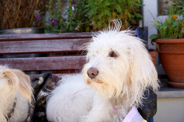 jack russell terrier