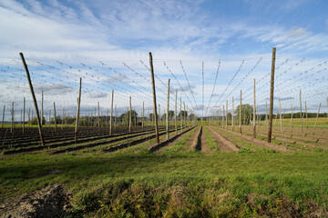 vineyard in summer