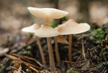 Small inedible mushrooms close up