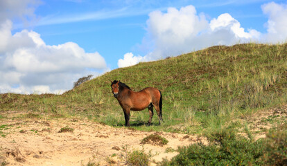 Wild horse in the dunes of Egmond aan Zee. North Sea, the Netherlands.