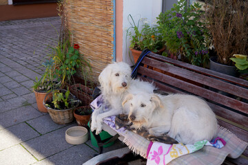 white dog in a cage