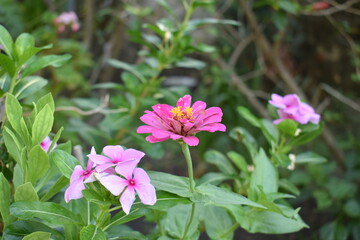 beautiful little pink flower