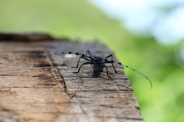  Rosalia longicorn (Rosalia alpina) or Alpine longhorn beetle Swabian Jura Germany