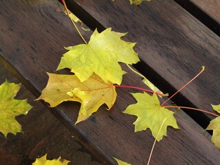 Obraz premium Beautiful yellow fall autumnal leaves on a brown wooden bench in the Bikás park in Budapest, Hungary