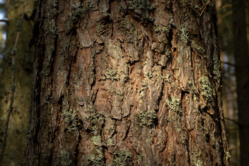 bark of a tree in the sunshine