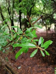 leaves on the tree