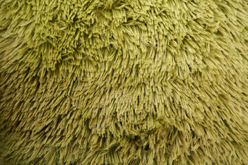 the villi of the dark shade of green faux fur are close . structural texture of green fabric