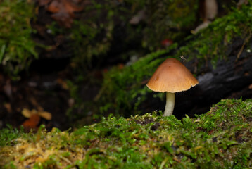 Fungus and friend