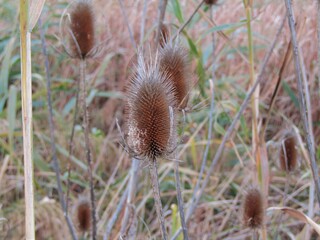 Brown reed field in november at a marshy lake at the edge of Budapest, Hungary © Eva