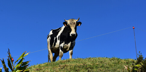 White and Black Bull Looking Down from a Ridge