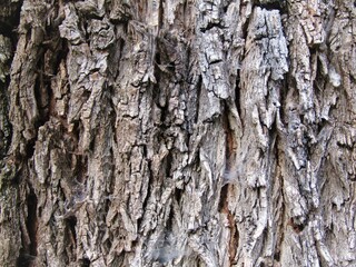 Brown grey old oak bark close up in a Hungarian forest in october