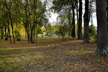 fallen leaves in poplar park