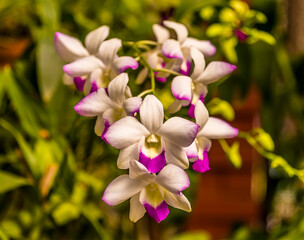 Fototapeta na wymiar White and pink-tipped orchid in the botanical gardens at Peradeniya, Kandy, Sri Lanka, Asia