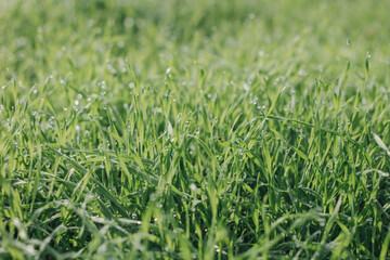 green grass in the morning