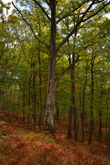 Fototapeta premium Couleurs automnales 