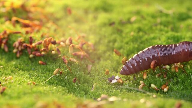 An earthworm is a terrestrial invertebrate that belongs to the class Clitellata, order Oligochaeta, phylum Annelida. They exhibit a tube-within-a-tube body plan.