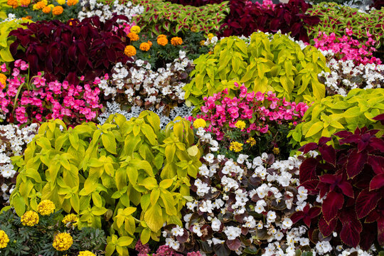 Ornamental autumn plants Coleus, begonia decorate the garden. Natural floral background, even rows of bright plants