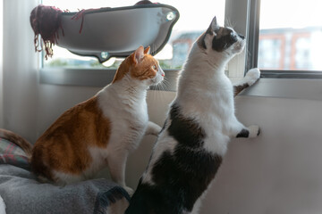 Dos gatos domésticos miran al exterior desde la ventana.