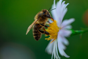 bee, flower, insect, nature, macro, pollen, yellow, green, animal, summer, fly, garden, spring, nectar, honeybee, plant, wild, wing