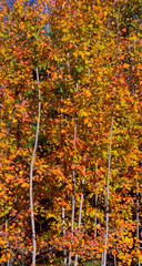 Poplars in fall color in Quebec, Canada