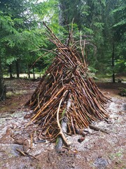 Tipi de branches dans la foret