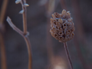 roślina makro sucha brązowa flora