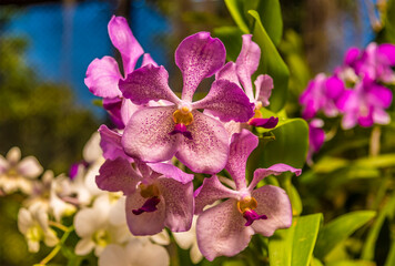 Pink spotted orchid in the botanical gardens at Peradeniya, Kandy, Sri Lanka, Asia
