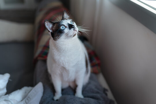 gato blanco y negro con ojos azules sentado en el sofa, mira hacia arriba