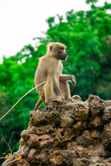 Monkeys in the wild are sitting on rocks. Rainforest mammals are relaxing during the day.