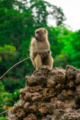 Monkeys in the wild are sitting on rocks. Rainforest mammals are relaxing during the day.