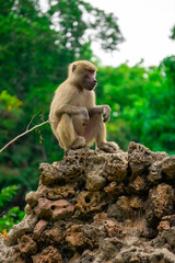 Monkeys in the wild are sitting on rocks. Rainforest mammals are relaxing during the day.