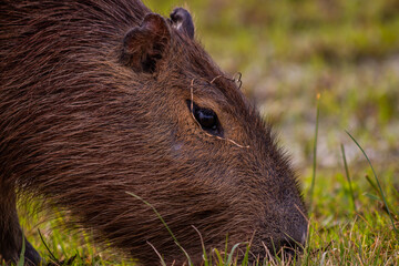 Capybara in Esteros del Ibera, Argentina