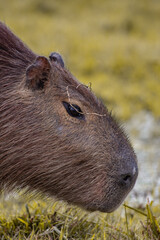 Capybara in Esteros del Ibera, Argentina