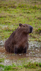 Capibara in Argentina
