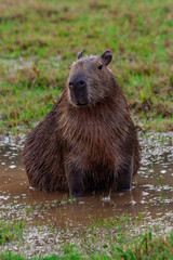 Capybara in Esteros del Ibera, Argentina