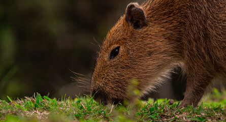 Capybara in Esteros del Ibera, Argentina