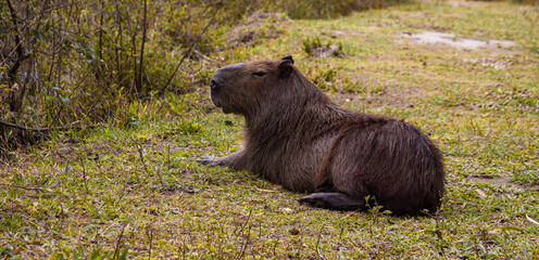 Capibara in Argentina
