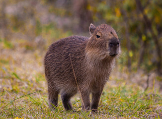 Capybara in Esteros del Ibera, Argentina