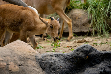 a group of mountain goats (Oreamnos americanus) in the zoo enclosure are eating grass. mammals have...