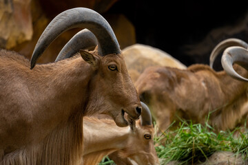 a group of mountain goats (Oreamnos americanus) in the zoo enclosure are eating grass. mammals have...