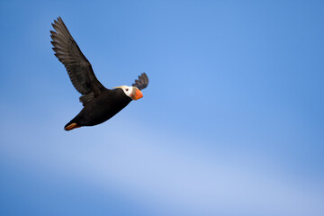 Tufted Puffin, Kodiak, Alaska