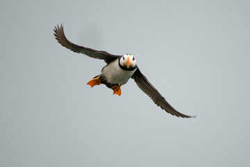 Puffin, Nukshak Island, Katmai National Park, Alaska