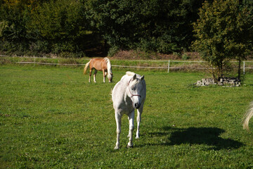 horses in a meadow