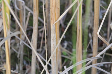 dry stalks of grass