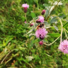 bee on thistle